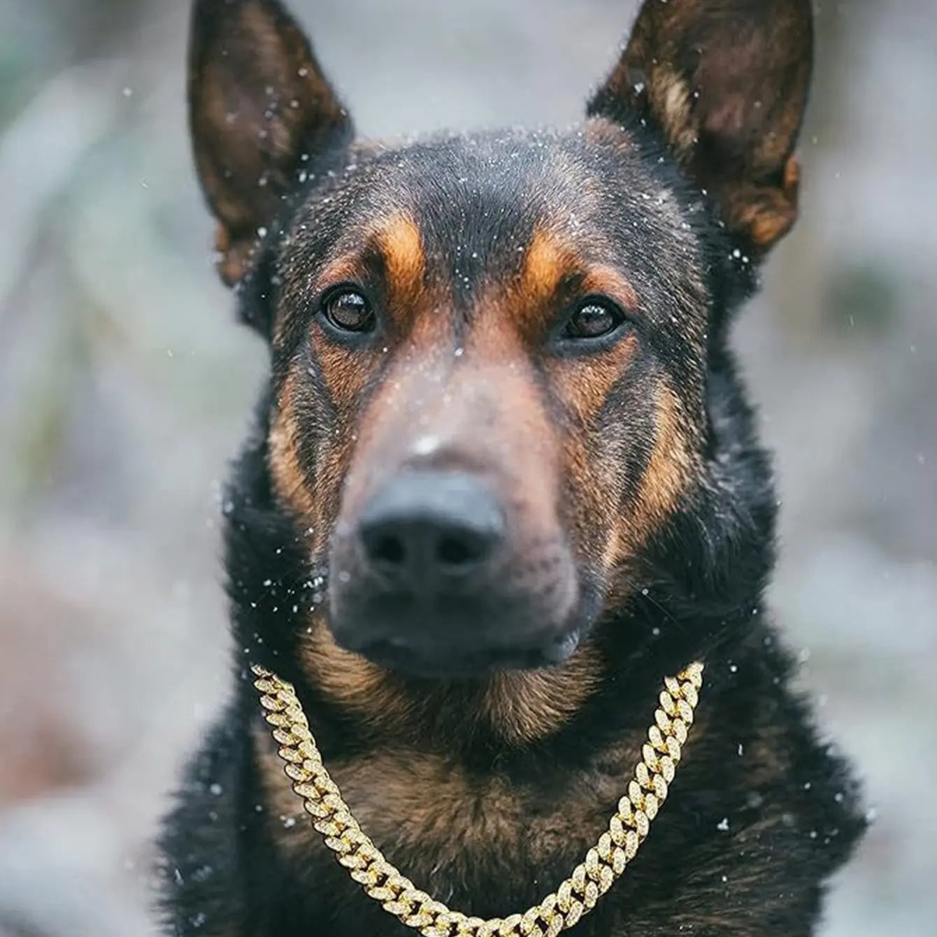 WittyPaws™ Bling Luxury Pet Chain